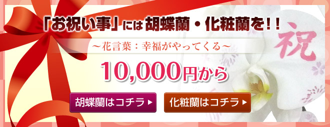 開店 開業 移転祝いには化粧蘭 胡蝶蘭通販のビー クリエイト