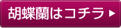 胡蝶蘭の一覧はコチラ