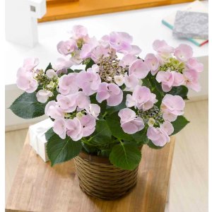 画像: 紫陽花【ホベラ】