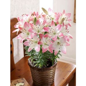 画像: ゆり【シュガーラブ】