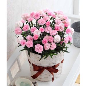 画像: カーネーション【バンビーノ】