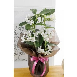 画像: マダガスカルジャスミン