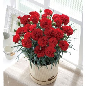 画像: カーネーション【カンタービレ】