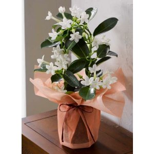 画像: マダガスカルジャスミン