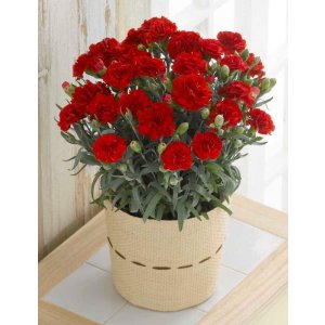 画像: 母の日お任せ！！