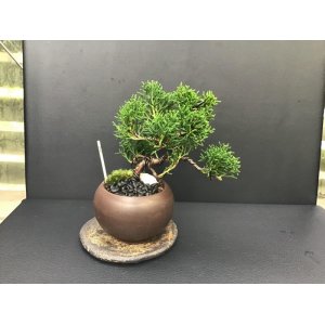 画像: 真柏（シンパク）（樹齢5〜6年）