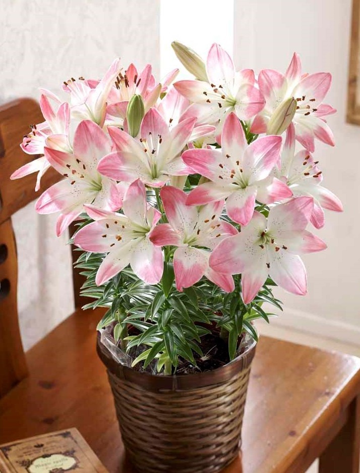 画像1: ゆり【シュガーラブ】