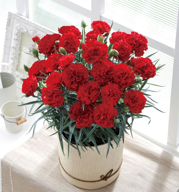 画像1: カーネーション【カンタービレ】