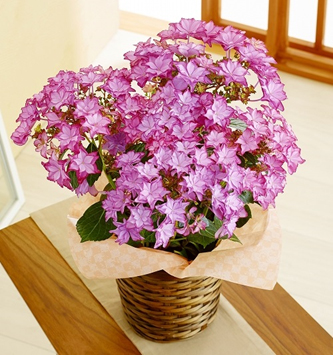 画像1: 紫陽花