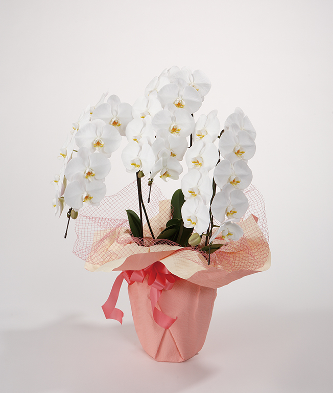 画像1: 胡蝶蘭3本立スタンダード